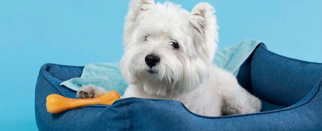 The 5 best types of dog beds for senior dogs🐾