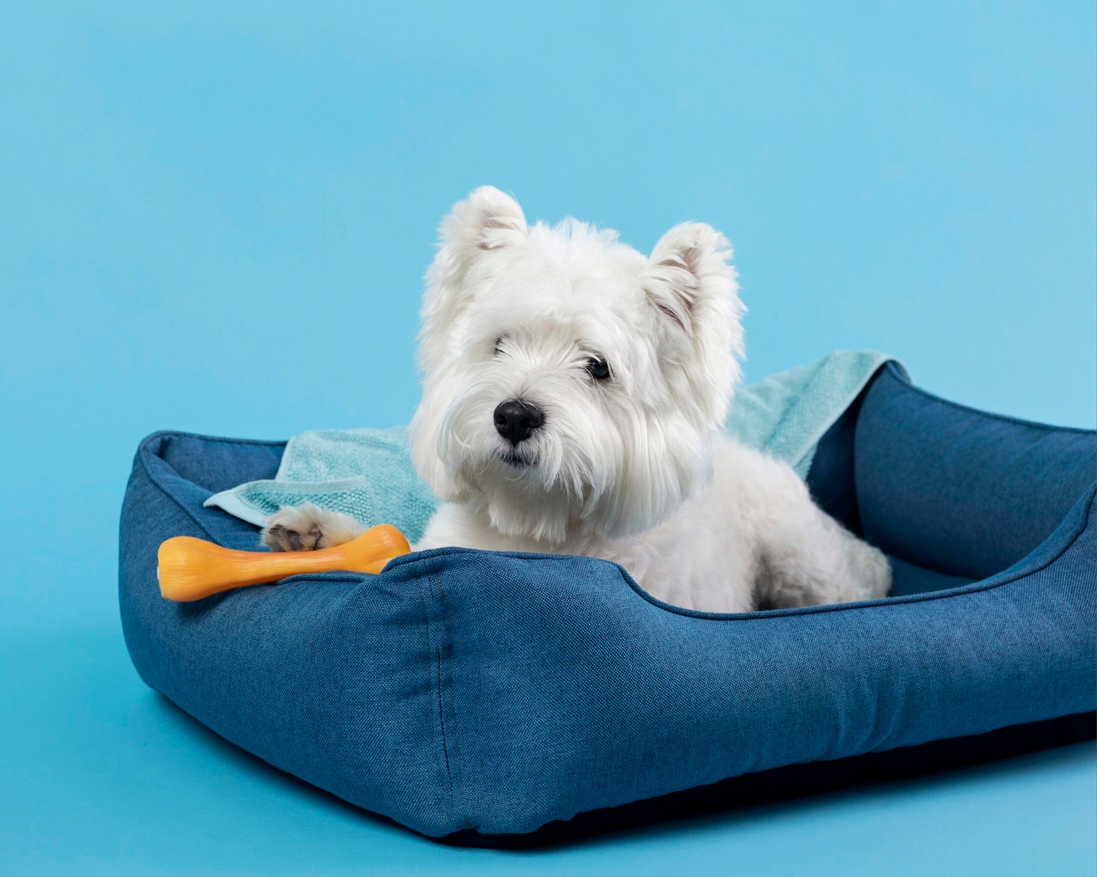 The 5 best types of dog beds for senior dogs🐾