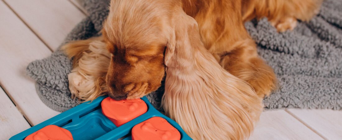 How to Keep Your Dog Entertained: Top Interactive Toys They’ll Love
