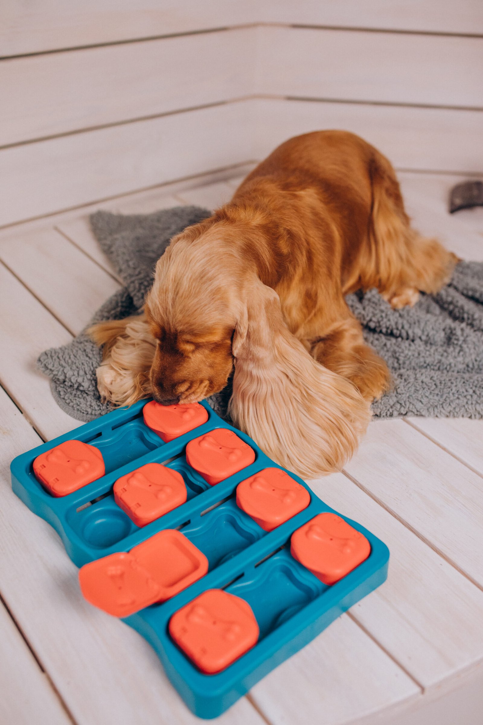 How to Keep Your Dog Entertained: Top Interactive Toys They’ll Love