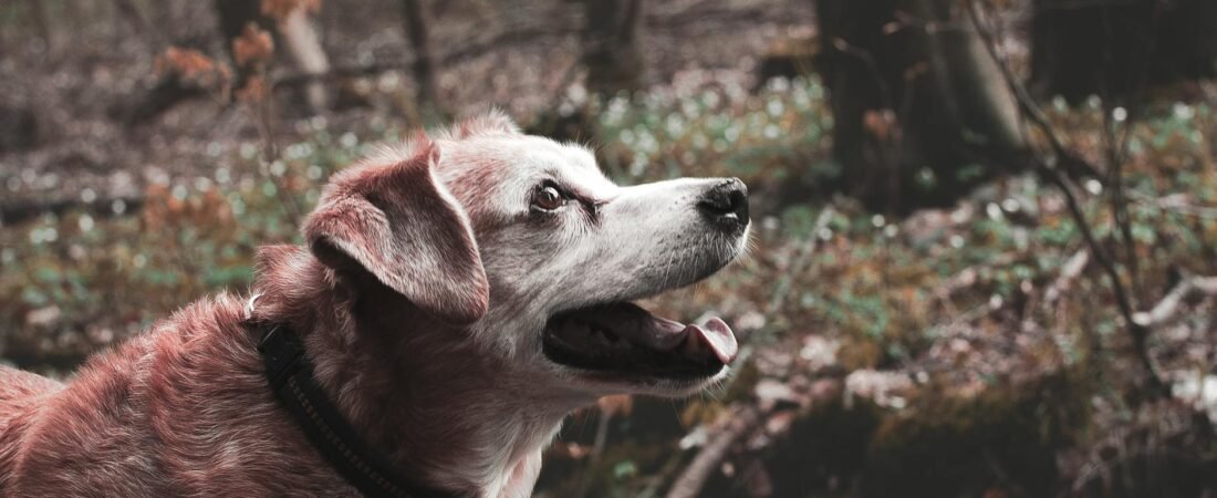 Top Vitamins for Healthy Aging in Dogs