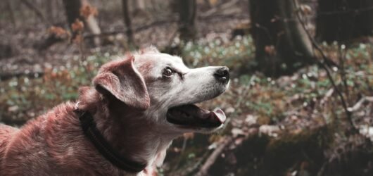 Top Vitamins for Healthy Aging in Dogs