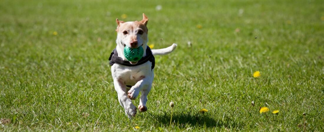 10 Surprising Ways to Make Your Dog Happier Every Day