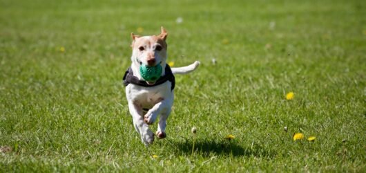 10 Surprising Ways to Make Your Dog Happier Every Day