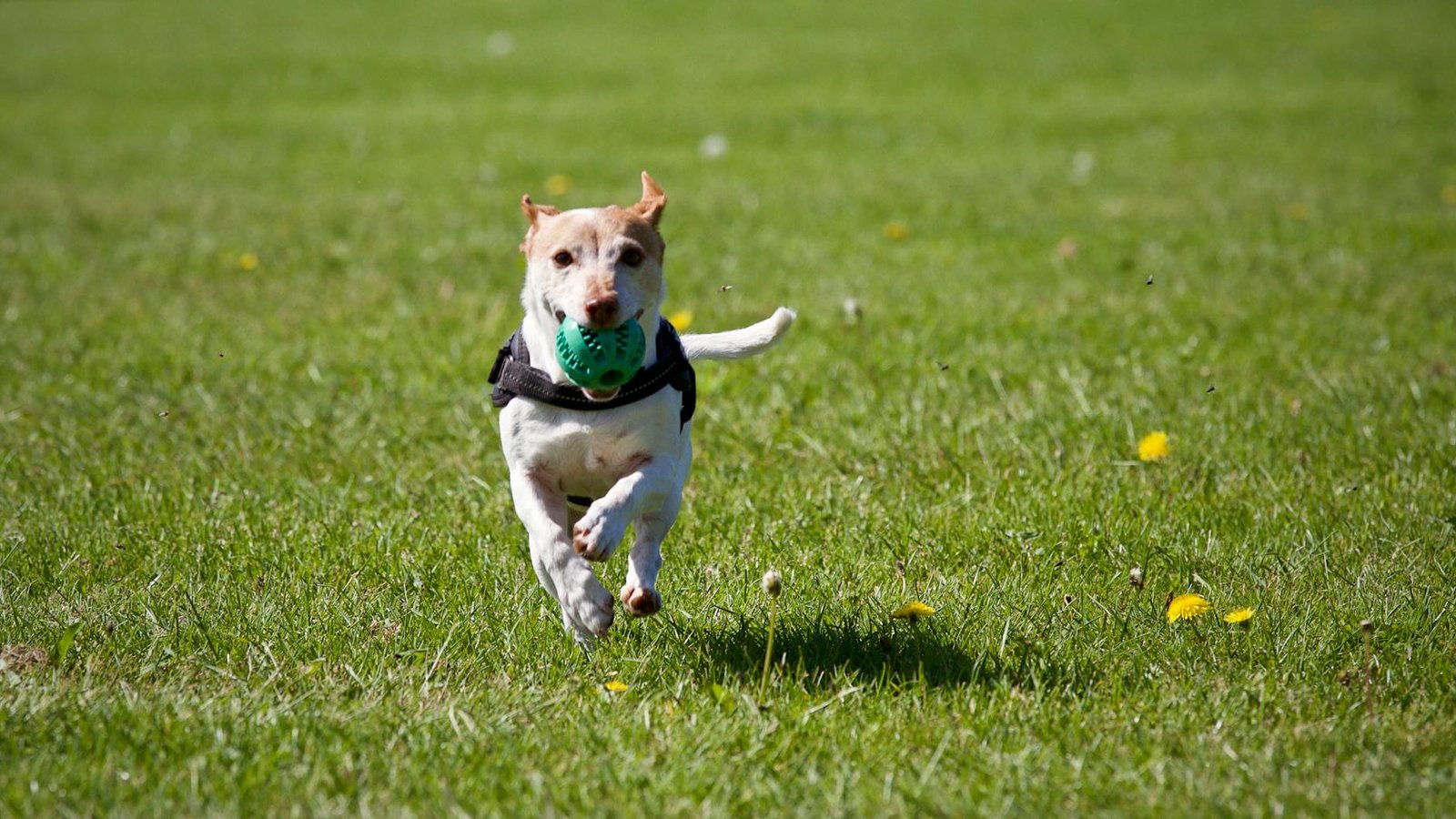 10 Surprising Ways to Make Your Dog Happier Every Day